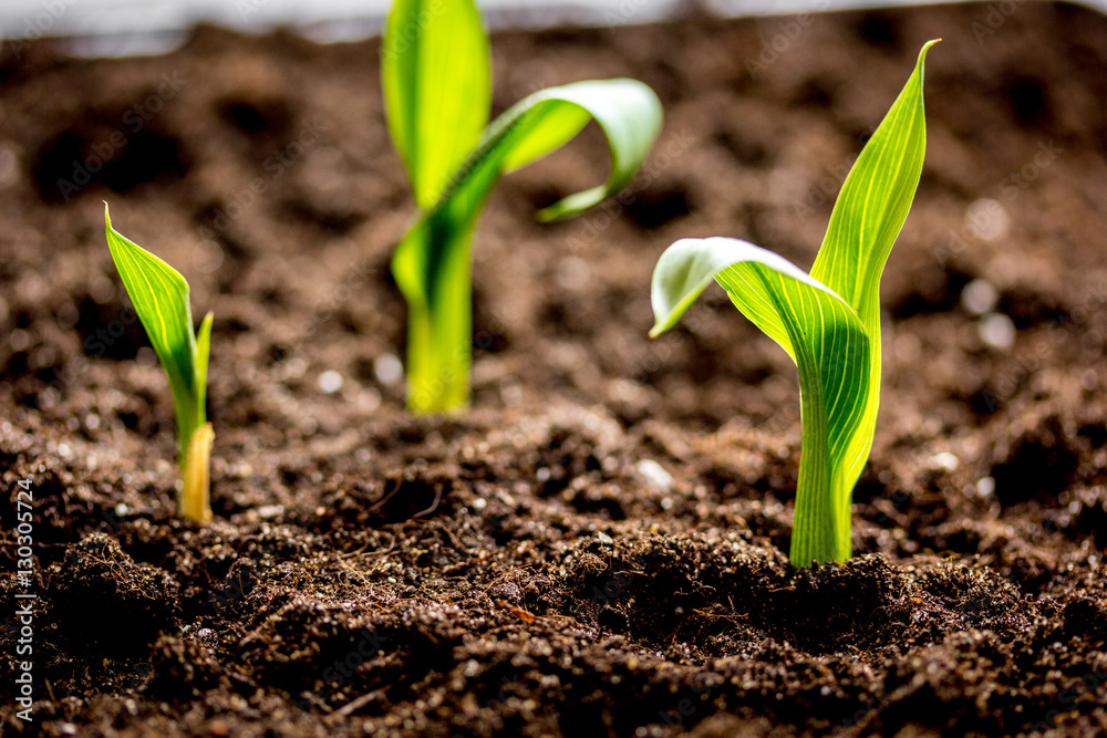 Concept appearance of life - sprout from soil close up Concept appearance of life - sprout from soil close up