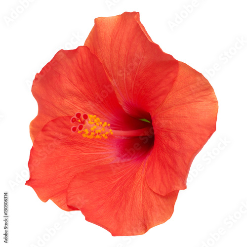 Hibiscus flower isolated on a white background.