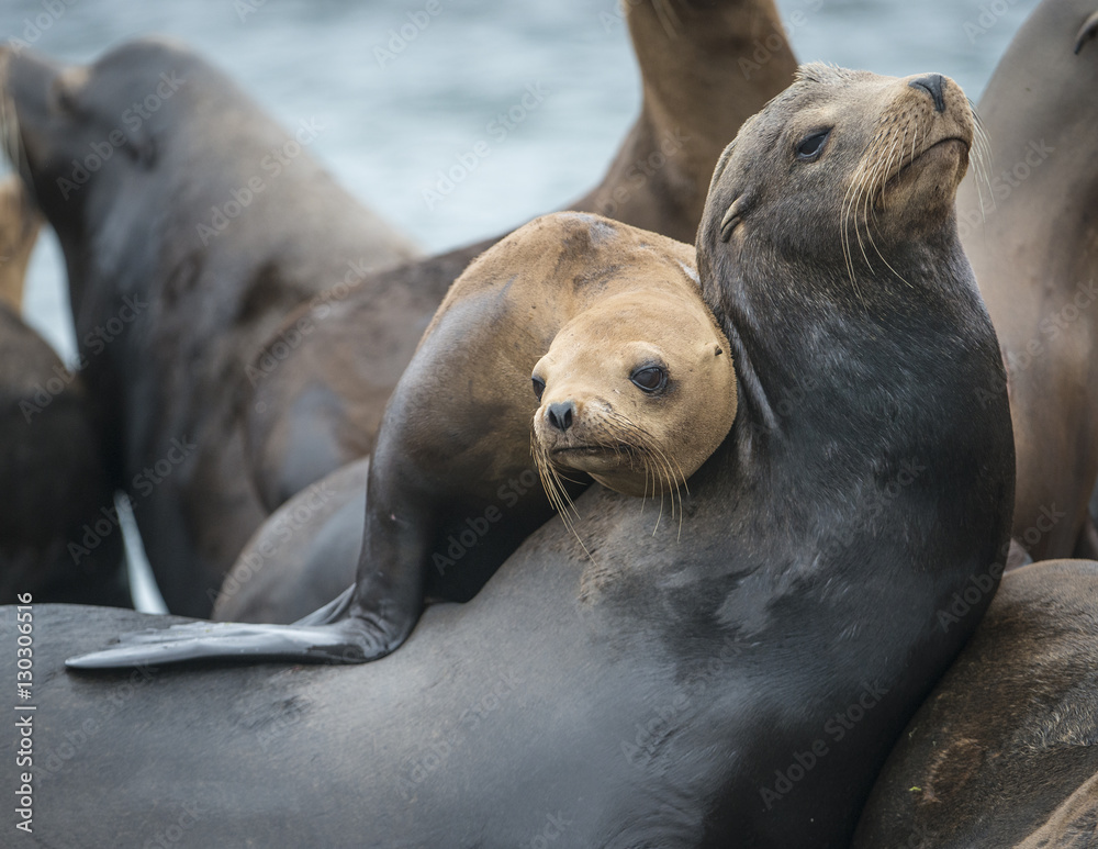 Fototapeta premium Sea Lion Pals, Moss Landing