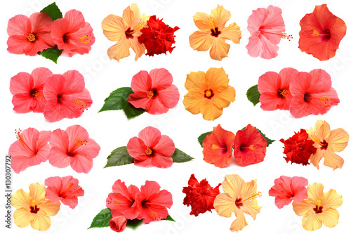 Collection of colored hibiscus flowers with leaves isolated on w