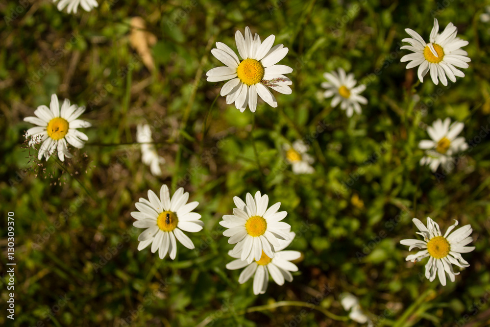 daisy's daisy's