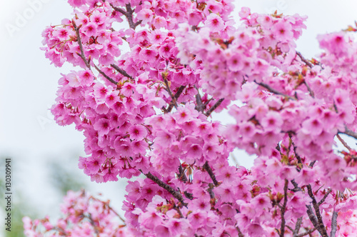 Fototapeta Naklejka Na Ścianę i Meble -  Pink Cherry Blossoms