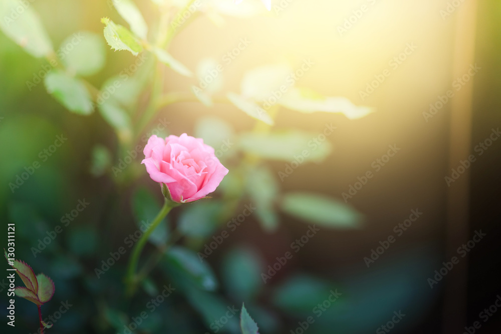 Obraz premium Beautiful pink rose flower in a garden