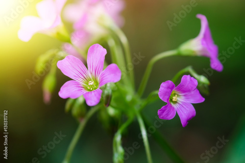 Beautiful pink small flower in the garden