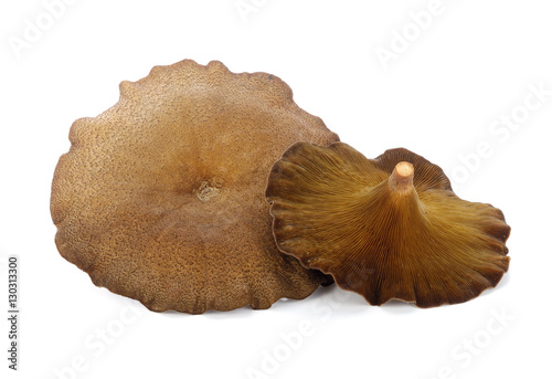 Mushroom ,hedlom northern thai name (Lentinus polychrous Lev.) o photo