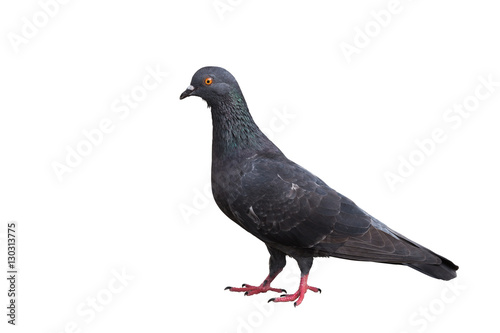 Photos Black pigeon isolated on white. Saved with clipping path