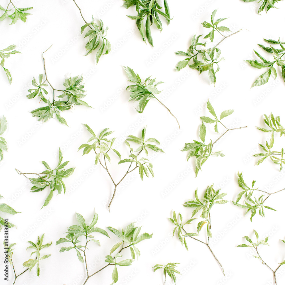green branches pattern on white background. flat lay. green branches pattern on white background. flat lay.