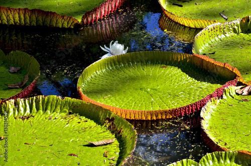 Giant water lilies (Victoria Amazonica) in close up in Pamplemousses garden, Mauritius photo