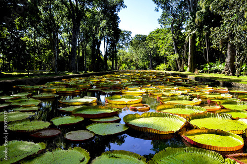 Giant water lilies (Victoria Amazonica) in Pamplemousses garden, Mauritius photo