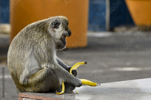 Macaque monkey (macaca fascicularis) peeling a banana