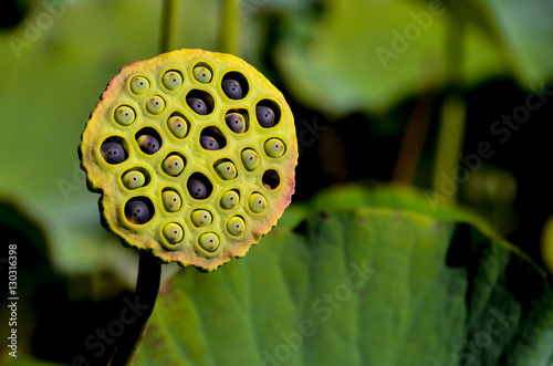 Lotus seed pod with green blurred background photo