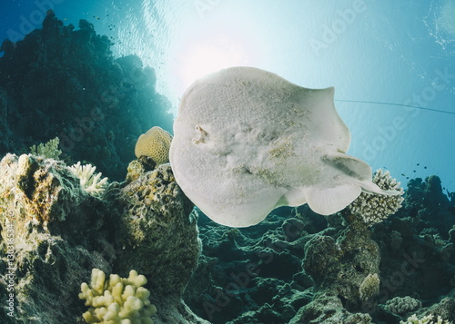 Leopard torpedo ray (Electric ray) (Torpedo panthera), underside view, back-lit by the sun, Ras Mohammed National Park, Sharm El Sheikh, Red Sea, Egypt photo