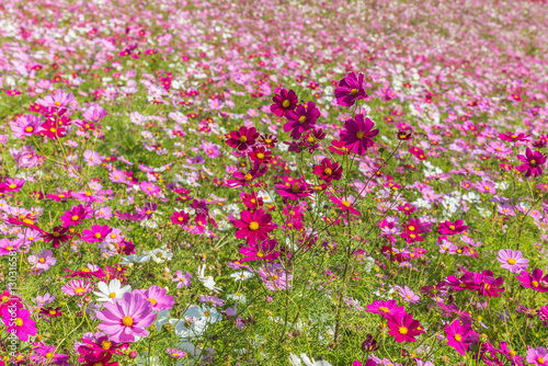 Cosmos flower in Hitachi Park © NAVAPON