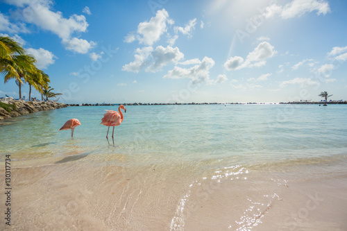 Fototapeta Naklejka Na Ścianę i Meble -  Two flamingos on the beach