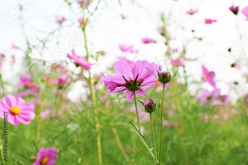 Cosmos flowers in the garden