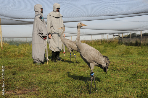 Two young common cranes (Eurasian cranes) (Grus grus) standing within an aviary on the Somerset Levels near two surrogate parents, Somerset