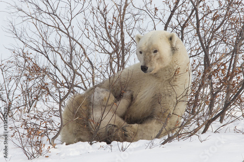 Polar bear nursing cub (Ursus maritimus) , Wapusk National Park, Churchill, Hudson Bay, Manitoba, Canada  photo