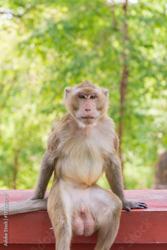 Photography Portrait of crab-eating macaque in national park, Thai monkey