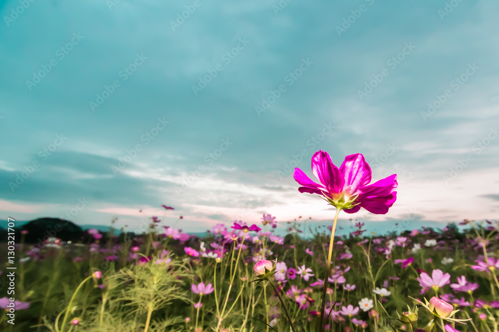 Pink cosmos on field in twilight