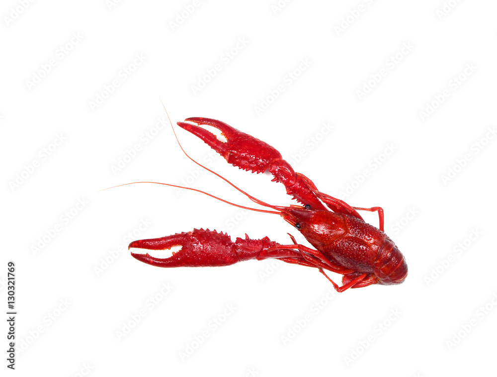 Boiled crawfish isolated on white Boiled crawfish isolated on white