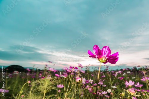 Pink cosmos on field in twilight