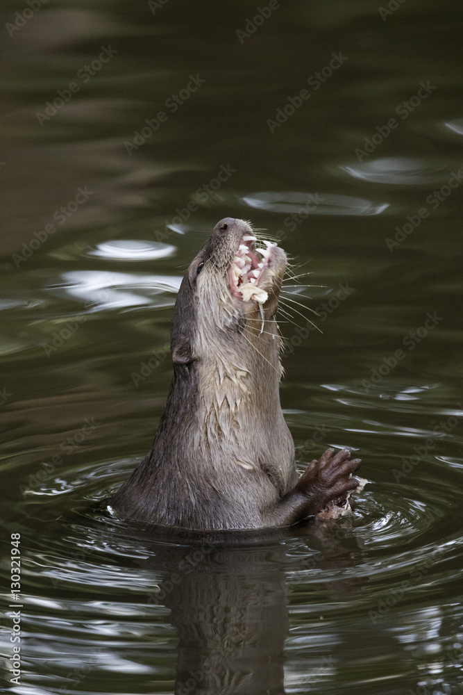 Obraz premium Image of an otters feeding on the water. Wild Animals.