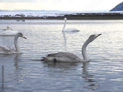 北海道ヌッキベツ川の白鳥 © hoshi