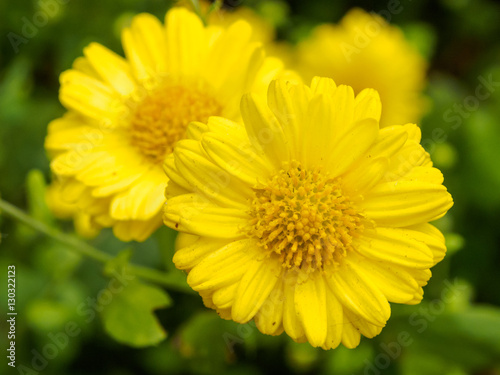 Marigold flowers close up