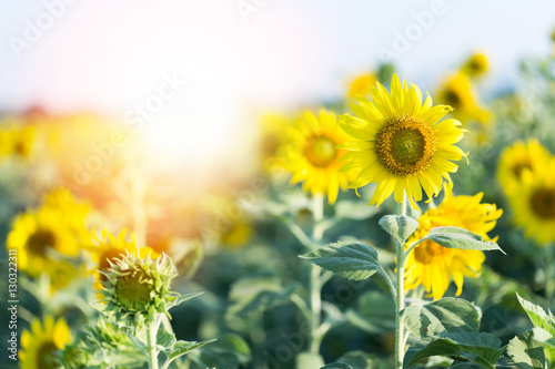 Sunflowers in the field of agriculture.Background