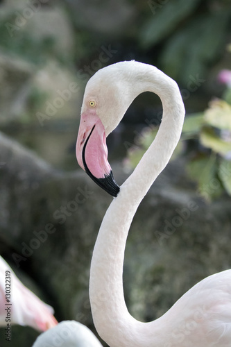 Image of a flamingo on nature background. Wild Animals.