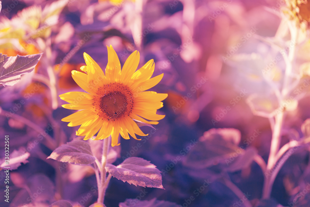 Sunflowers in the field of agriculture.Soft blue lighten Sunflowers in the field of agriculture.Soft blue lighten