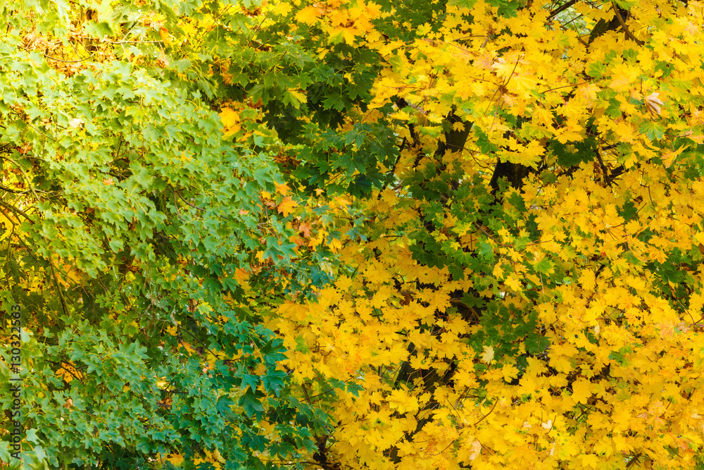 Yellow autumn leaves, fall branches Yellow autumn leaves, fall branches