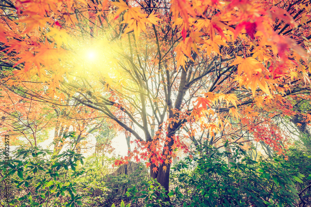 Autumn maple landscape in the foggy morning Autumn maple landscape in the foggy morning