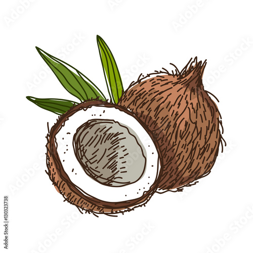 Coconut. Vector illustration
