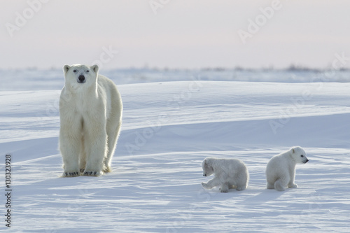 Polar bear (Ursus maritimus) and cubs, Wapusk National Park, Churchill, Hudson Bay, Manitoba, Canada photo