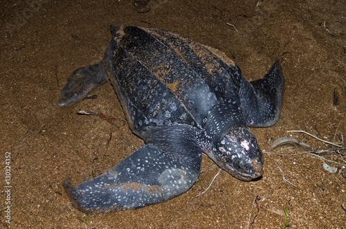 Leatherback turtle (Dermochelys coriacea) at nest site, Shell Beach, Guyana photo