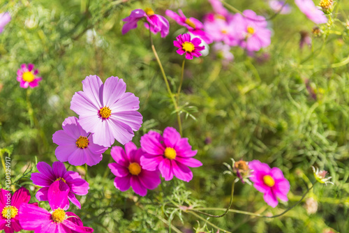 Cosmos flower in Hitachi Park
