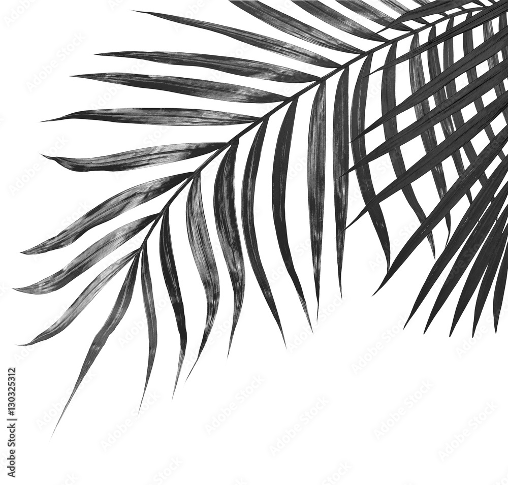 Fototapeta premium black leaves of palm tree on white background