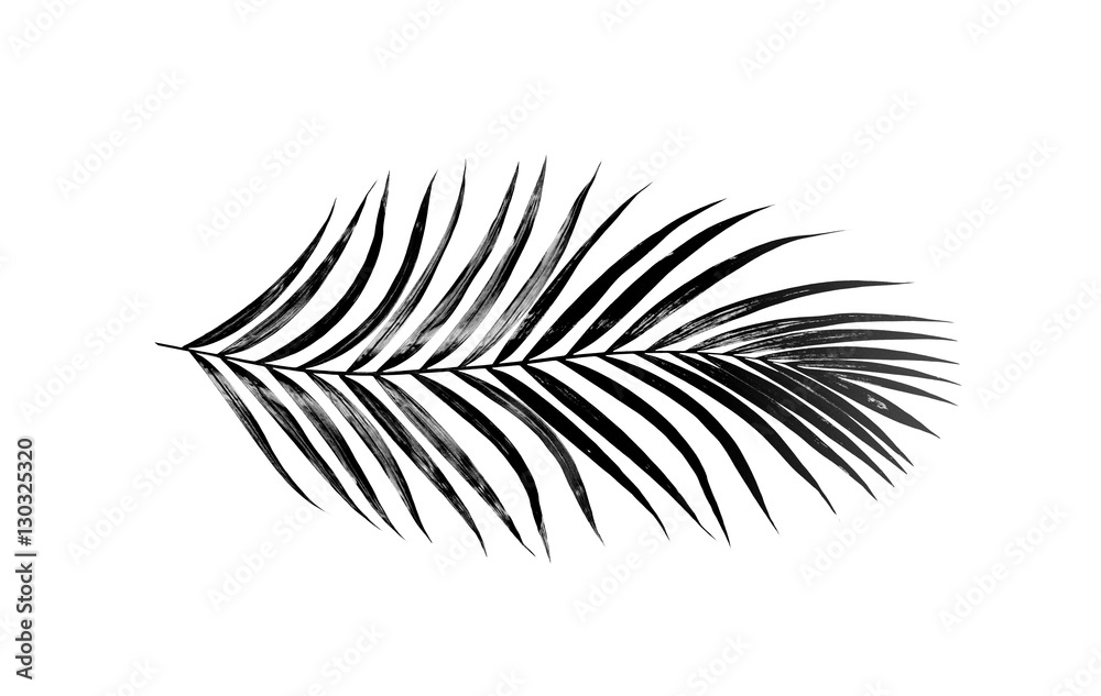black leaves of palm tree on white background
