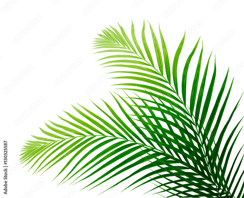 Green leaf of palm tree on white background Green leaf of palm tree on white background