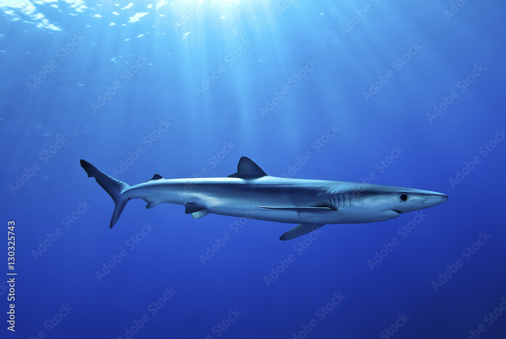 Blue shark (Prionace glauca) in the Azores, Portugal, Atlantic