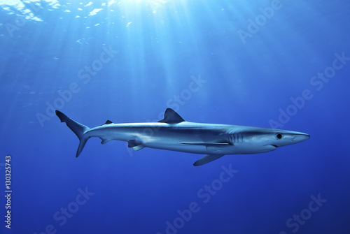 Wallpaper Mural Blue shark (Prionace glauca) in the Azores, Portugal, Atlantic Torontodigital.ca
