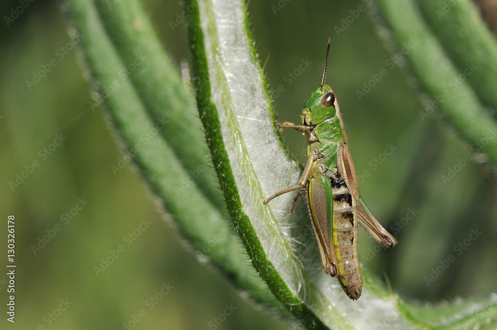 Female meadow grasshopper (Chorthippus parallelus), Wiltshire Female meadow grasshopper (Chorthippus parallelus), Wiltshire