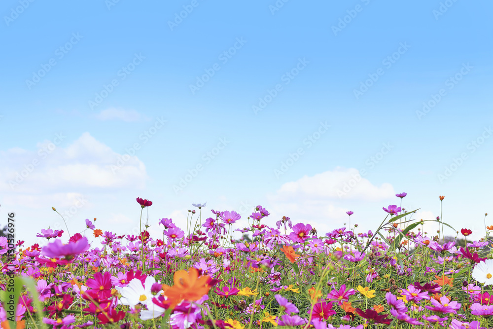 cosmos flowers in the garden. over sunlight and soft-focus in the background cosmos flowers in the garden. over sunlight and soft-focus in the background