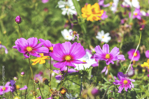 cosmos flowers in the garden. over sunlight and soft-focus in the background. film color tone