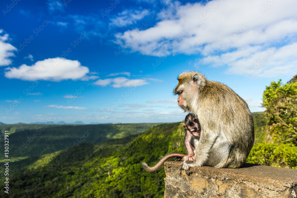 Obraz premium Monkeys at the Gorges viewpoint. Mauritius.