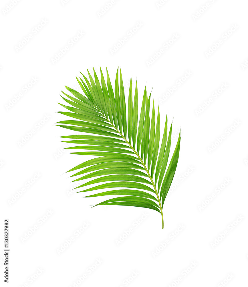 green leaves of palm tree isolated on white background green leaves of palm tree isolated on white background