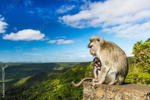 Monkeys at the Gorges viewpoint. Mauritius.