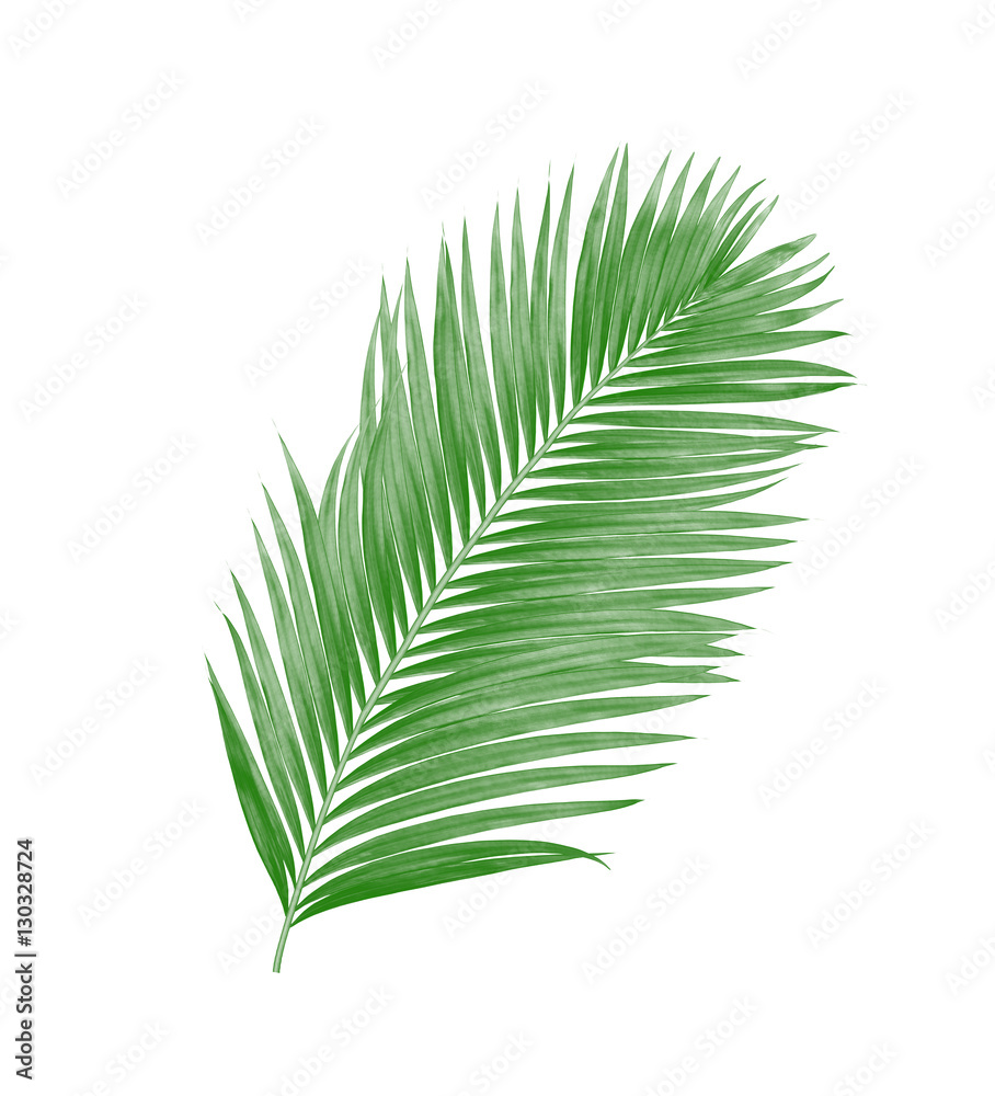 green leaves of palm tree isolated on white background green leaves of palm tree isolated on white background