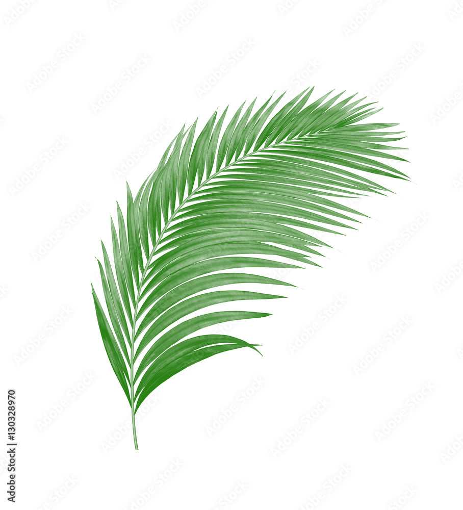 green leaves of palm tree isolated on white background green leaves of palm tree isolated on white background